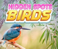 Hidden Spots Birds